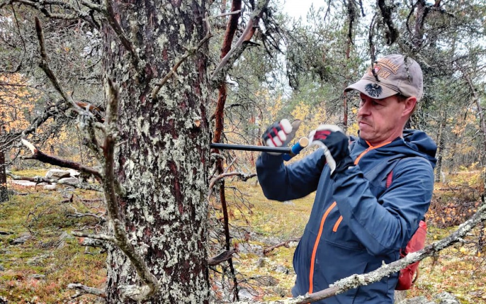 The trees of Lapland are a unique natural archive for investigating the past behaviour of the Sun. Markku Oinonen is drilling a sample containing interesting information on events in the 19th century. 